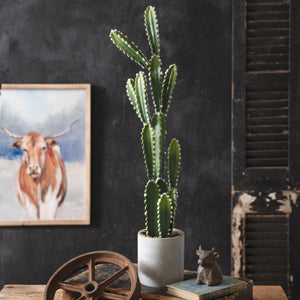 Cowboy Cactus Plant